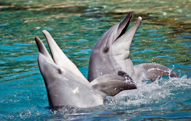 Bottle Nose Dolphin